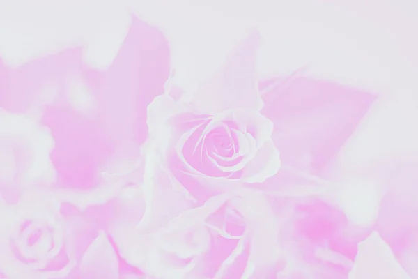 Cor rosa pálido e branco fundo, floral subiu padrão — Fotografia de Stock