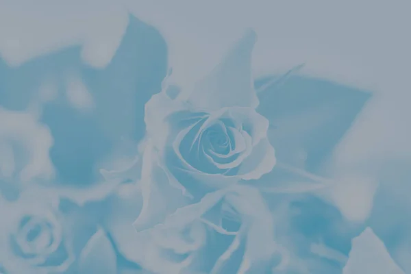 Gradiente de colores gris pálido y azul fondo, patrón de rosa floral — Foto de Stock