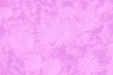 Soyut gradyan, papatya çiçekleri desenli pembe mor arkaplan