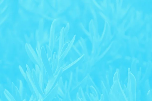 Бірюзовий аквамарин кольоровий градієнтний фон соковитого рослинного візерунка — стокове фото