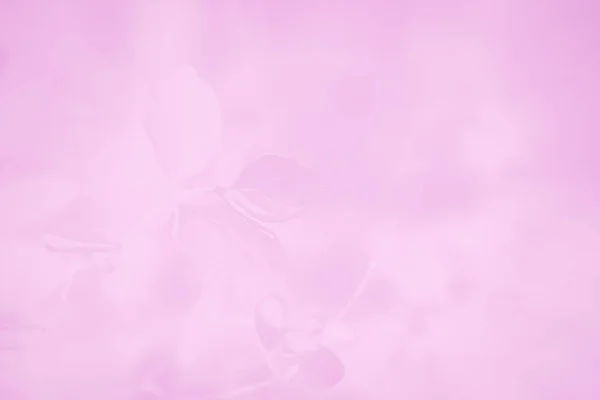 Pastel pink gradient abstract background with leaves pattern — Stock Photo, Image