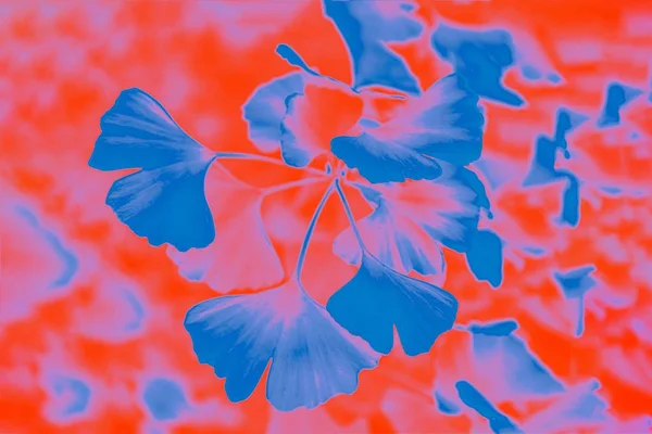 Gradient classic blue and orange lush lava colors, ginkgo biloba leaves pattern — Stockfoto