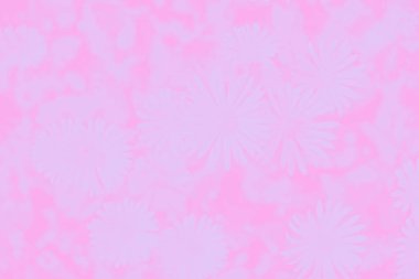 Papatya çiçekleri desenli soyut eğimli yumuşak pembe arkaplan