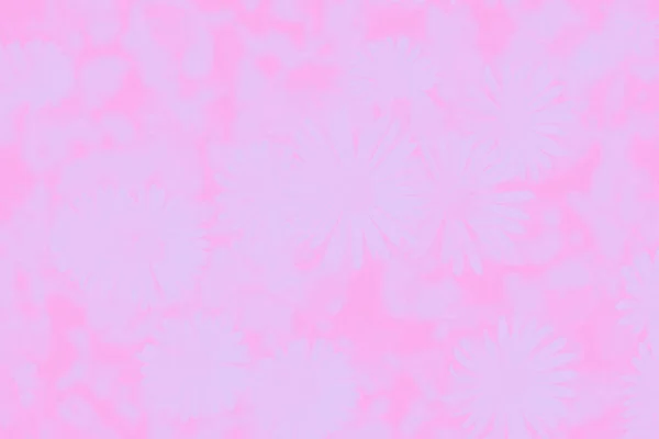 抽象グラデーションソフトピンク色背景とデイジーの花の模様 — ストック写真