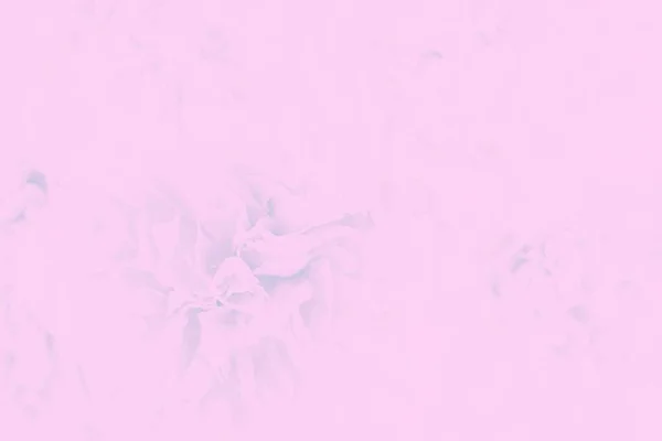 Pale pink abstract background. Floral gradient background, delicate carnation flowers pattern — Stock Photo, Image