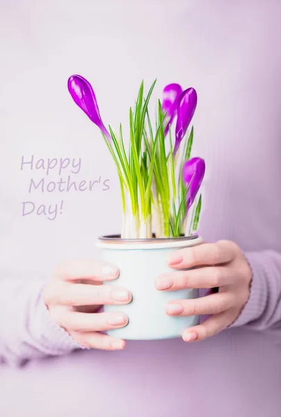 Glad mors dag gratulationskort. Kvinnliga händer som håller lila violett krokusar i en blek mynta blomkruka på en violett bakgrund — Stockfoto