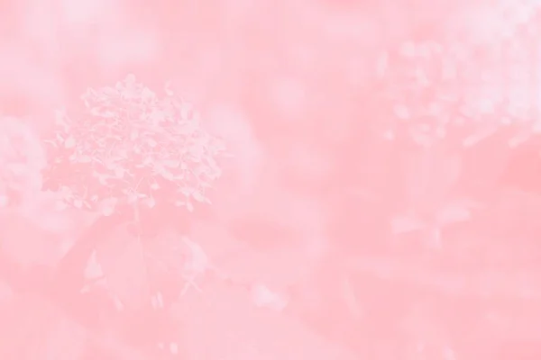 Fundo gradiente de cor de coral, hortênsia ou hortensia padrão de flor — Fotografia de Stock