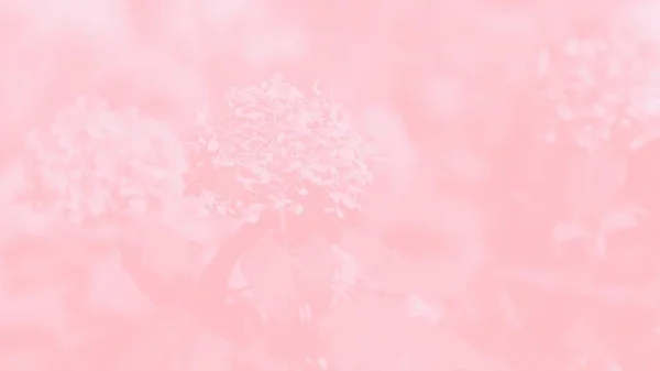 Coral color gradient background, hydrangea or hortensia flower pattern, 16:9 panoramic format — ストック写真