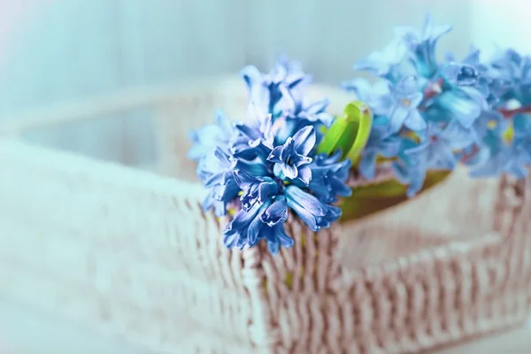 Beautiful blue violet hyacinths in a basket on a gray background. Copy space, toned — 스톡 사진