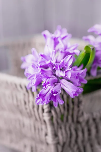 Beautiful pink violet hyacinths in a basket on a gray background. Copy space — 스톡 사진