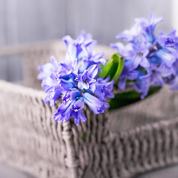 Beautiful blue violet hyacinths in a basket on a gray background. Copy space — ストック写真