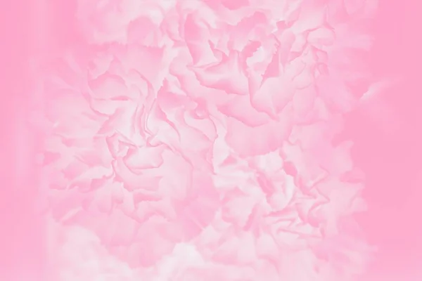 Pale pink abstract background. Floral gradient background, delicate carnation flowers pattern — ストック写真