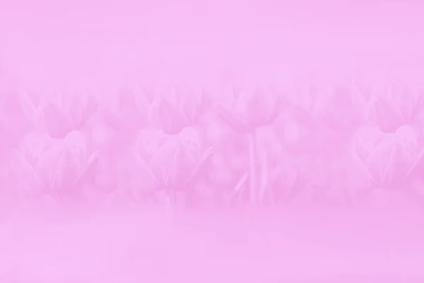 Блідо-рожевий градієнт абстрактний фон. Пастель. Візерунок з квітів тюльпанів — стокове фото