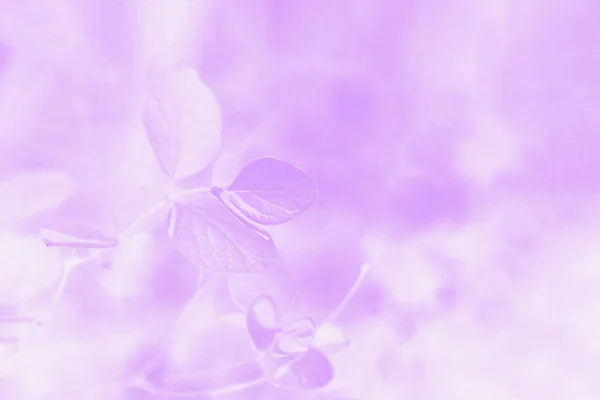 Pastel roze violet verloop abstracte achtergrond met bladeren patroon — Stockfoto