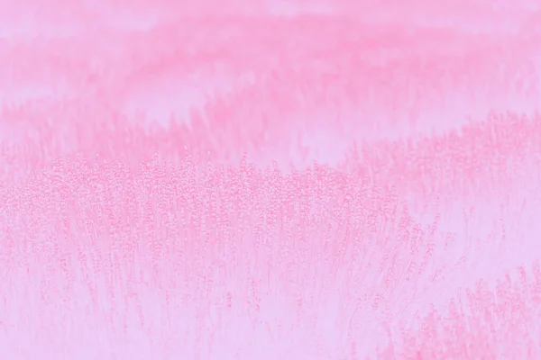 Прекрасне лавандове поле. Мальовничий пейзаж. блідо-рожевий тонований, градієнтний абстрактний фон — стокове фото