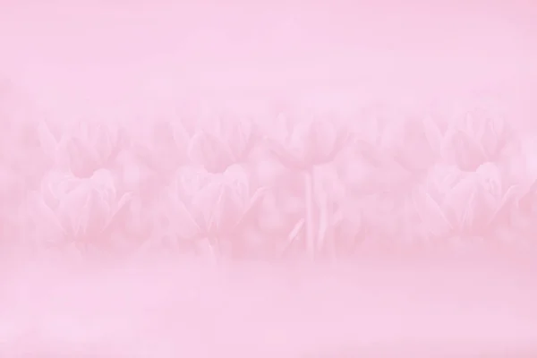 Pale pink gradient spring abstract background. Pastel. Tulips flowers pattern — Stock Photo, Image