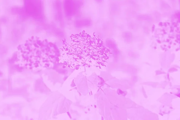 Różowy kolor gradientu tło, hortensja lub wzór kwiat hortensji — Zdjęcie stockowe