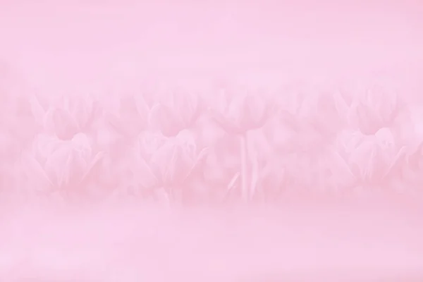 Světle Růžová Akvarel Gradient Abstraktní Pozadí Pastel Tulipány Květiny Jemný — Stock fotografie