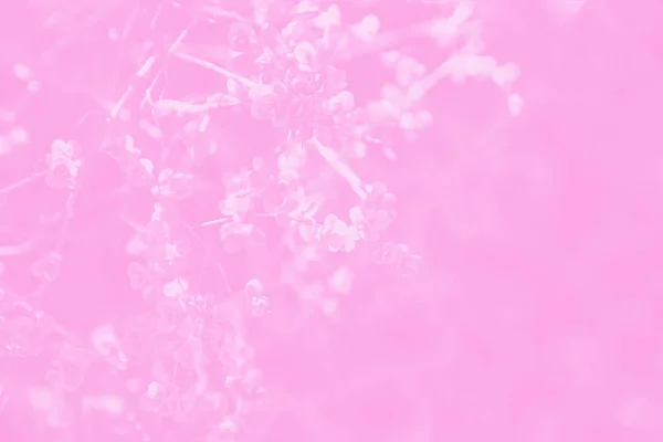 Весняна Гілка Першим Листям Рожевий Тонований Простір Копіювання — стокове фото