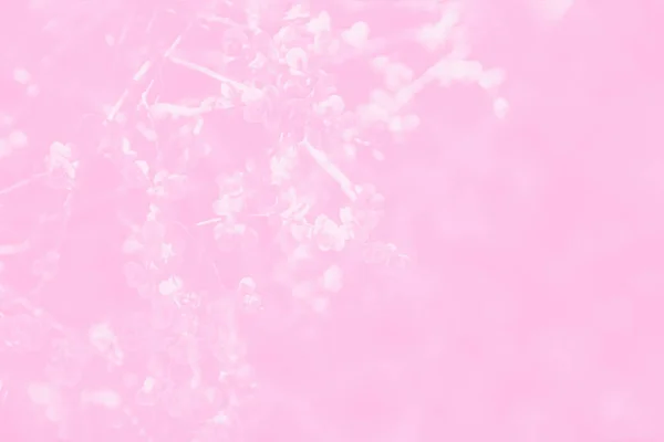 Ramo Primavera Com Primeiras Folhas Rosa Tonificado Espaço Cópia — Fotografia de Stock