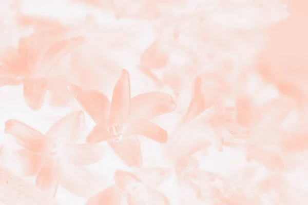 Pastelově Béžový Gradient Abstraktní Pozadí Hyacinty Květiny Vzor — Stock fotografie