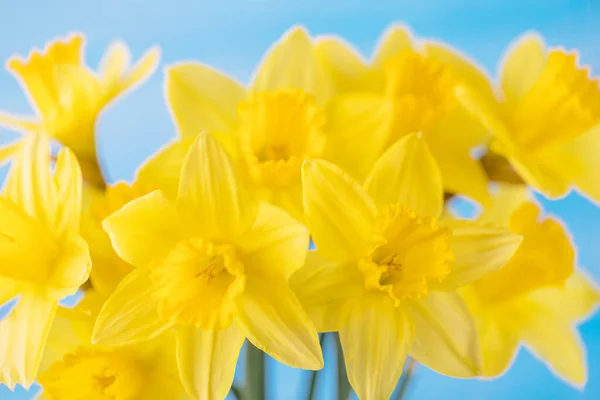 Jasnożółte Żonkile Wiosną Jasnoniebieskim Tle Tło Kwiatowe — Zdjęcie stockowe