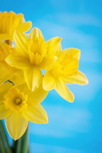 Żółte Żonkile Jasnoniebieskim Tle Tło Kwiatowe — Zdjęcie stockowe