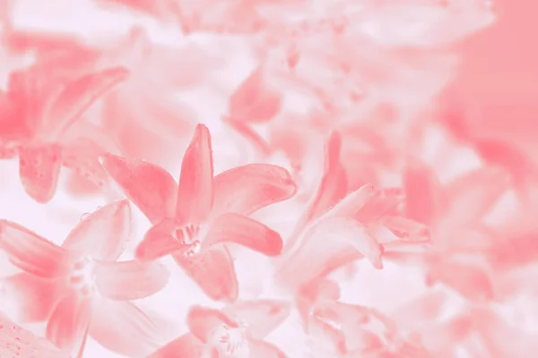 Coral Rosa Degradado Fondo Abstracto Con Jacintos Flores Patrón — Foto de Stock