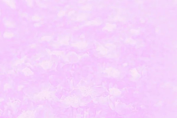 Світло Фіолетовий Рожевий Фон Квітами Фон Квітами Візерунок Квітів — стокове фото
