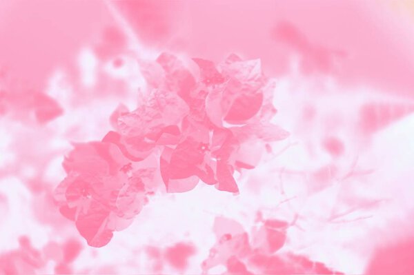 Blooming bougainvillea flowers background. Pink and white color background with flowers pattern