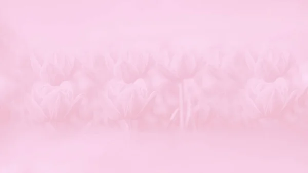 Pale pink watercolor gradient abstract background. Pastel. Tulips flowers delicate pattern, 16 on 9 panoramic format
