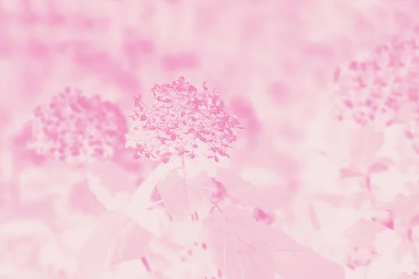 Fondo Degradado Color Coral Rosa Pálido Hortensia Hortensia Patrón Flores — Foto de Stock