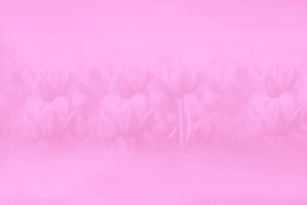 Рожевий Градієнт Абстрактний Фон Пастель Тюльпани Квіти Ніжний Візерунок — стокове фото