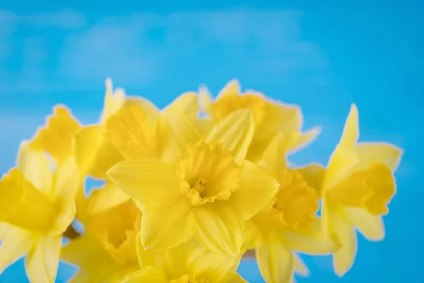 Jasna Wiosna Żółte Żonkile Niebieskim Tle Piękne Kwiatowe Tło Przestrzeń — Zdjęcie stockowe