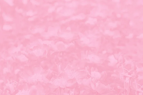 Світло Рожевий Кораловий Градієнтний Фон Квітами Візерунок Квітів — стокове фото