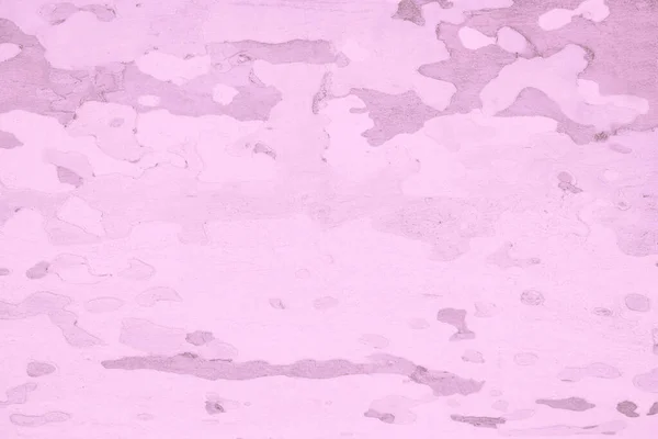 Platanus Eller Sycamores Bark Träd Bakgrund Abstrakt Konsistens Bakgrund Rosa — Stockfoto