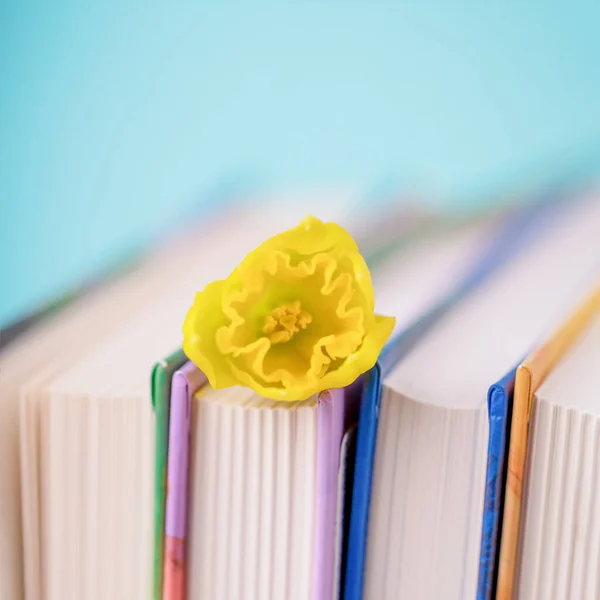 A stack of books with spring yellow daffodil flower on pale aqua color background