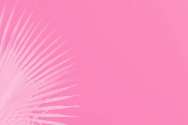Pembe arka planda palmiye yaprakları. Minimum konsept. Boşluğu kopyala