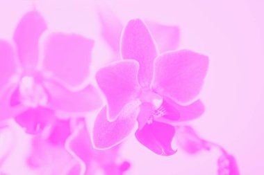 Güzel pembe falaenopsis orkide çiçekleri, yumuşak tonlu.