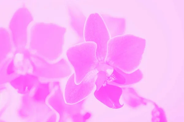 Hermosas Flores Orquídea Phalaenopsis Rosa Suave Tonificado — Foto de Stock