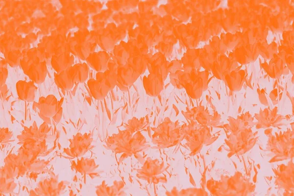 Blooming Spring Tulips Flowers Background Orange Gradient Background Flower Pattern — Stock Photo, Image