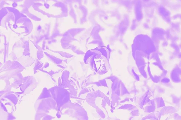 雏菊的花朵背景 紫色和白色背景与花卉图案 — 图库照片
