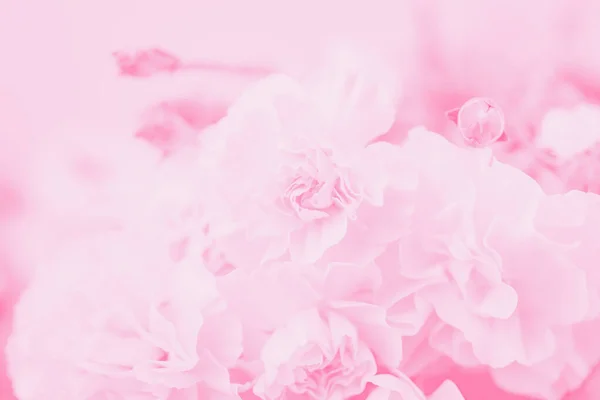 Bledě Růžové Abstraktní Pozadí Květinový Gradient Pozadí Jemný Karafiát Květinový — Stock fotografie