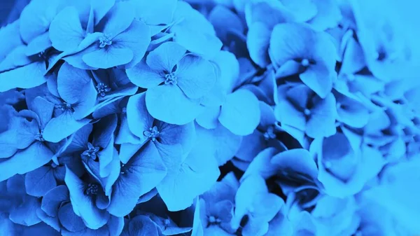 Hortensias Azules Fondo Flores Hortensia Formato Panorámico — Foto de Stock
