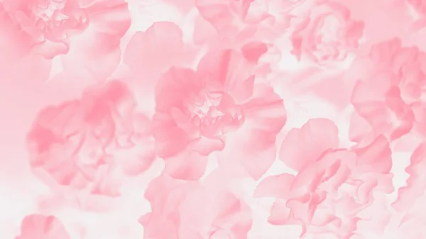 Бледно Розовый Фон Цветочный Градиентный Фон Деликатный Рисунок Гвоздики Панорамный — стоковое фото