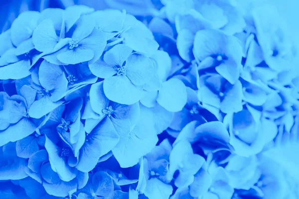 Hortensia Azul Hortensia Fondo Flores — Foto de Stock