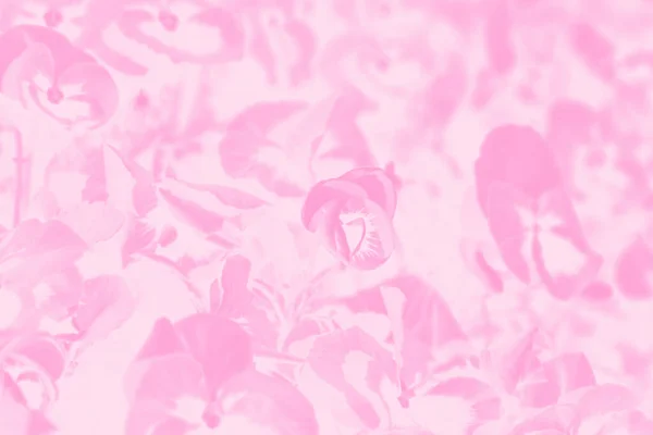 Bratki Kwiaty Różowe Tło Blady Tło Kwiatowym Wzorem — Zdjęcie stockowe