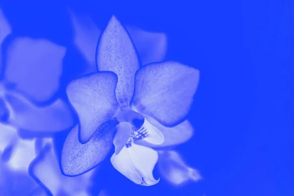 Hermosas Flores Delicadas Orquídea Phalaenopsis Azul Vivo Tonificado — Foto de Stock