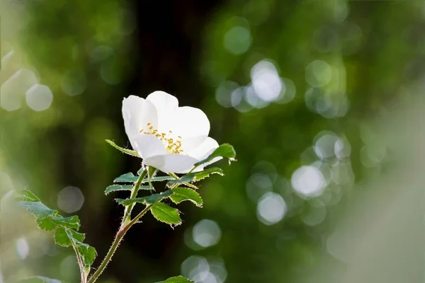 Fehér Csipkebogyó Vagy Csipkebogyó Vagy Vadrózsa Virág Homályos Természet Háttér — Stock Fotó