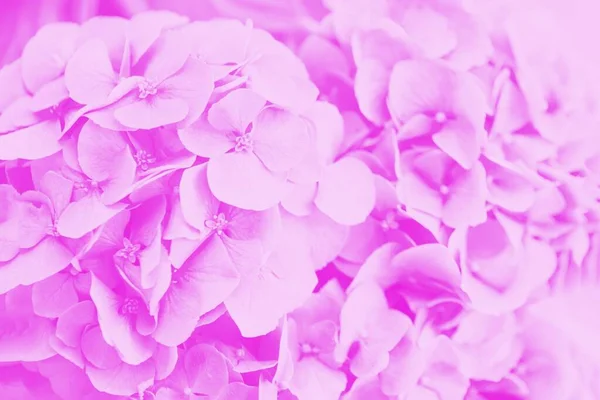 Rózsaszín Hortenzia Vagy Hortensia Virágok Puha Homályos Háttér — Stock Fotó